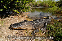 American Alligator (Alligator mississippiensis), basking in the sun in Everglades National Park, Florida, USA.