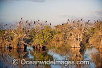 Anhinga (Anhinga anhinga) rookery in Everglades National Park, Florida, USA. Also known as Snakebird. This is typical habitat for the American Alligator (Alligator mississippiensis).