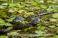 American Alligator hatchlings (Alligator mississippiensis), hiding in the water plants on the Loxahatchee River in Jupiter, Florida, USA.