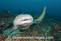 Nurse Shark (Ginglymostoma cirratum). Photographed in Palm Beach County, Florida, USA.
