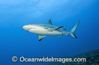 Caribbean Reef Shark (Carcharhinus perezi). Found in the tropical western Atlantic Ocean, from Florida to Brazil. Photo taken offshore Juno Beach, Florida, United States.