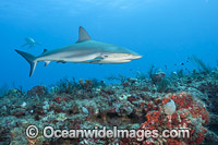 Caribbean Reef Shark (Carcharhinus perezi). Found in the tropical western Atlantic Ocean, from Florida to Brazil. Photo taken offshore Juno Beach, Florida, United States.