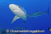 Grey Reef Shark (Carcharhinus amblyrhynchos) with Silvertip Shark (Carcharhinus albimarginatus) in background. French Polynesia. Found throughout tropical Indo-West and Central Pacific.