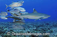 Silvertip Shark (Carcharhinus albimarginatus) with Big-eye Jacks (Caranx sexfasciatus). French Polynesia. Found throughout tropical Indo-Pacific.