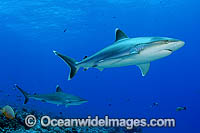Silvertip Shark (Carcharhinus albimarginatus). French Polynesia. Found throughout tropical Indo-Pacific.