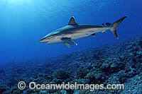 Silvertip Shark (Carcharhinus albimarginatus). French Polynesia. Found throughout tropical Indo-Pacific.