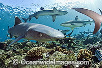 Whitetip Reef Sharks (Triaenodon obesus). Also known as Whitetip Shark and Blunthead Shark. Found in shallow waters of the Indo-Pacific, usually around coral reefs. Photo taken at Beqa Lagoon, Viti Levu, Fiji Islands.