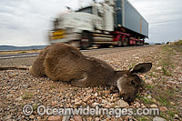 Easterrn Grey Kangaroo (Macropus giganteus), hit and killed by motor vehicle along a highway in South Australia.