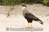 Southern Caracara (Caracara plancus) in the Pantanal in Mato Grosso do Sul, Brazil. This versatile bird of prey is known to both hunt and scavenge, especially by the Transpantaneira, a sand/mud road that cuts the world's largest swamp.