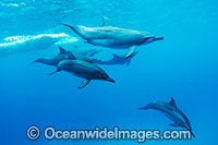 Bottlenose Dolphin (Tursiops truncatus) - pod, and a Spinner Dolphin (Stenella longirostris) swimming freely in the wild with the pod. Cocos (Keeling) Islands, Australia. Found in tropical and sub-tropical oceans throughout the world.