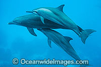 Spinner Dolphin (Stenella longirostris) - a pair swimming naturally in the wild with a single Bottlenose Dolphin (Tursiops truncatus). Cocos (Keeling) Islands, Australia. Found in tropical and sub-tropical oceans throughout the world.