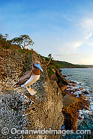 Brown Booby (Sula leucogaster). Christmas Island, situated in the Indian Ocean, Australia