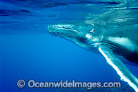 Humpback Whale (Megaptera novaeangliae) - calf underwater. Note scaring, possibly caused by boat propeller. Found throughout the world's oceans in both tropical and polar areas, depending on the season. Classified as Vulnerable on the IUCN Red List.