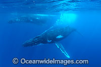 Humpback Whale (Megaptera novaeangliae) - individual blowing bubbles underwater. Found throughout the world's oceans in both tropical and polar areas, depending on the season. Classified as Vulnerable on the IUCN Red List.