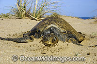 Olive Ridley Turtle (Lepidochelys olivacea) - deceased after wild dog attack. Found in tropical regions of Indian, Pacific & Atlantic Oceans, excluding the Caribbean. Flinders Beach, Mapoon, Western Cape York Peninsula, Queensland, Australia. Vulnerable.