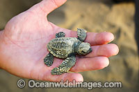 Olive Ridley Turtle (Lepidochelys olivacea) - hatchling. Found in tropical regions of the Indian, Pacific and Atlantic Oceans, excluding the Caribbean. Photo taken on Flinders Beach, Mapoon, Western Cape York Peninsula, Queensland, Australia. Vulnerable.