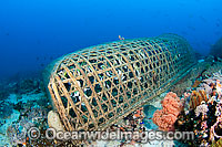 Reef fish trapped in a hand-made fish trap off Apo Island, Philippines. Within the Coral Triangle.