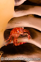 Porcelain Crab (Porcellanella picta), resting between the blades of the Seapen (Pteroeides sp.). Photo taken off Komodo, Indonesia. Within the Coral Triangle.