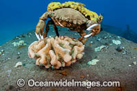 Sponge Crab (Dromia dormia). Hawaii, Pacific Ocean, USA