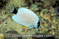 Masked Angelfish (Genicanthus personatus). This fish is endemic to the waters of Hawaii, Pacific Ocean, where this picture was taken.