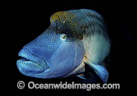 Napolean Wrasse (Cheilinus undulatus). Also known as Humphead Maori Wrasse, Giant Wrasse, Double-headed Maori Wrasse. Found east coast of Africa and Red Sea's ocean, Indian Ocean to the Pacific Ocean. Classified Endangered IUCN Red List.