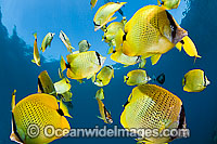 Schooling Milletseed Butterflyfish (Chaetodon miliaris). Endemic to waters of Hawaii.