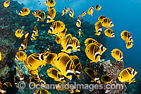 Schooling Raccoon Butterflyfish (Chaetodon lunula). Found throughout the Indo-West Pacific. Photo taken off Hawaii.