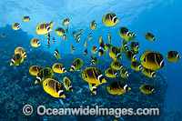 Schooling Raccoon Butterflyfish (Chaetodon lunula). Found throughout the Indo-West Pacific. Photo taken off the island of Lanai, Hawaii, Pacific Ocean.