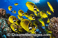 Schooling Raccoon Butterflyfish (Chaetodon lunula). Found throughout the Indo-West Pacific. Photo taken off Hawaii, USA.