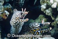 Dragon Moray (Enchelycore pardalis). Found in Indo-Pacific from Reunion to Hawaiian, Line and Society Islands, to southern Japan, southern Korea, and New Caledonia. Photo taken off Hawaii, Pacific Ocean.