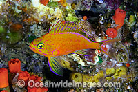 Deepwater Anthias (Holanthias fuscipinnis). This fish is endemic to the waters of Hawaii, where this picture was taken. Pacific Ocean