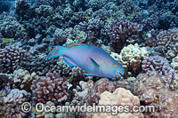 Ember Parrotfish (Scarus rubroviolaceus) - male, scraping a meal of algae off the coral. Also known as Black-veined Parrotfish. Photo taken off Hawaii, USA.