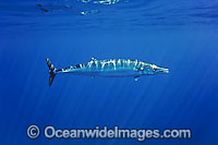Wahoo (Acanthocybium solandri). A highly prized gamefish. Also known as Mackerel and Ono, this fish has been recorded at over 2 metres in length and 80 kg. Found in tropical and sub-tropical seas worldwide. Photo taken off Hawaii, USA