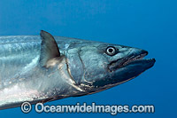 Dogtooth Tuna (Gymnosarda unicolor). Found throughout the Indo-Pacific. A commercially sought after fish.