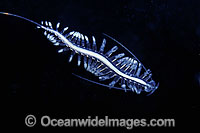 Tailed Pacific Transparent Worm (Tomopteris pacifica). Photo taken off British Columbia, Canada.