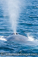 Blue Whale (Balaenoptera musculus) expelling air from blowhole on the surface. Photo taken off the coast of California, USA. Classified Endangered Species on the IUCN Red List.
