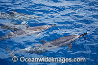 Spinner Dolphin (Stenella longirostris), at the surface. Also known as Long-snouted Spinner Dolphin. Found in tropical waters throughout the world. Photo taken off Hawaii, Pacific Ocean.