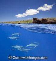 Spinner Dolphins (Stenella longirostris). Also known as Long-snouted Spinner Dolphin. Found in tropical waters around the world. Photo taken off Hawaii, Pacific Ocean, USA.