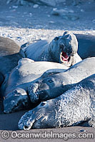 Northern Elephant Seal (Mirounga angustirostris), juvenile males resting on a beach. Also known as a Northern Elephant Seal. Guadalupe Island, Mexico, Eastern Pacific Ocean. Classified as a Threatened species on the IUCN Red List.