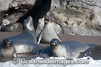 Northern Elephant Seal (Mirounga angustirostris), pups. Also known as a Northern Elephant Seal. Guadalupe Island, Mexico, Eastern Pacific Ocean. Classified as a Threatened species on the IUCN Red List.