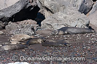 Northern Elephant Seal (Mirounga angustirostris), bull with cows. Also known as a Northern Elephant Seal. Guadalupe Island, Mexico, Eastern Pacific Ocean. Classified as a Threatened species on the IUCN Red List.