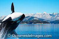 Killer Whale (Orcinus Orca) also known as Orca, breaching. This is a composite image. A captive Killer Whale image was digitally combined with a British Columbia, Canada, background image.