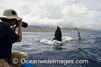 A photograher (MR) on a whale watching boat out of Lahaina, Maui, gets a close up look at the tail end of a Humpback Whale (Megaptera novaeangliae). Hawaii, USA