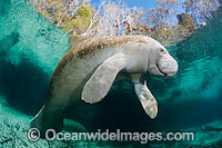 Florida Manatee (Trichechus manatus latirostris). Also known as Sea Cow. Crystal River Florida, USA. Classified Endangered Species on the IUCN Red list. The Florida Manatee is a subspecies of the West Indian Manatee.