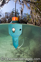 This floating transmitter sends a signal to track this endangered Florida Manatee (Trichechus manatus latirostris) at Three Sisters Spring in Crystal River, Florida, USA. The Florida Manatee is a subspecies of the West Indian Manatee.