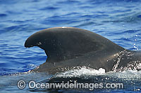 Short-finned Pilot Whale (Globicephala macrorhynchus) showing dorsal fin on surface. Found throughout the Indo-Pacific. Photo taken off Hawaii, USA.