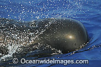 Short-finned Pilot Whale (Globicephala macrorhynchus) expelling air from blowhole on the surface. Found throughout the Indo-Pacific. Photo taken off Hawaii, USA.