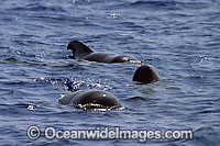 Short-finned Pilot Whale (Globicephala macrorhynchus) pod on the surface. Found throughout the Indo-Pacific. Photo taken off Hawaii, USA.