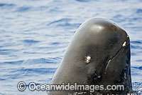 Short-finned Pilot Whale (Globicephala macrorhynchus) showing detail of the head on the surface. Found throughout the Indo-Pacific. Photo taken off Hawaii, USA.