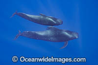 Short-finned Pilot Whale (Globicephala macrorhynchus) pod underwater. Found throughout the Indo-Pacific. Photo taken off Hawaii, USA.